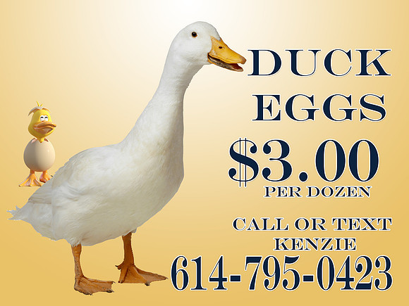 DUCKS